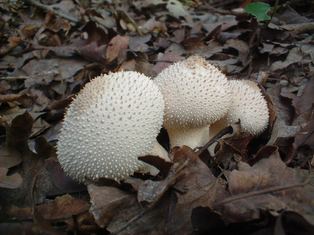 Craterellus tubaeformis, Lycoperdon caudatum (?)